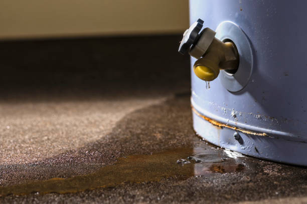 Best Water damage cleanup near me  in Collins, MS